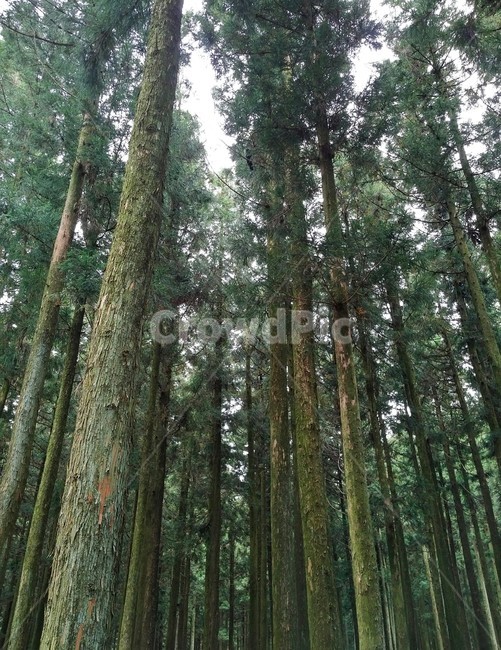숲속,곧게뻗은나무,직선,맑은공기,forest,trees,자연,nature,나뭇결,숲,나무들