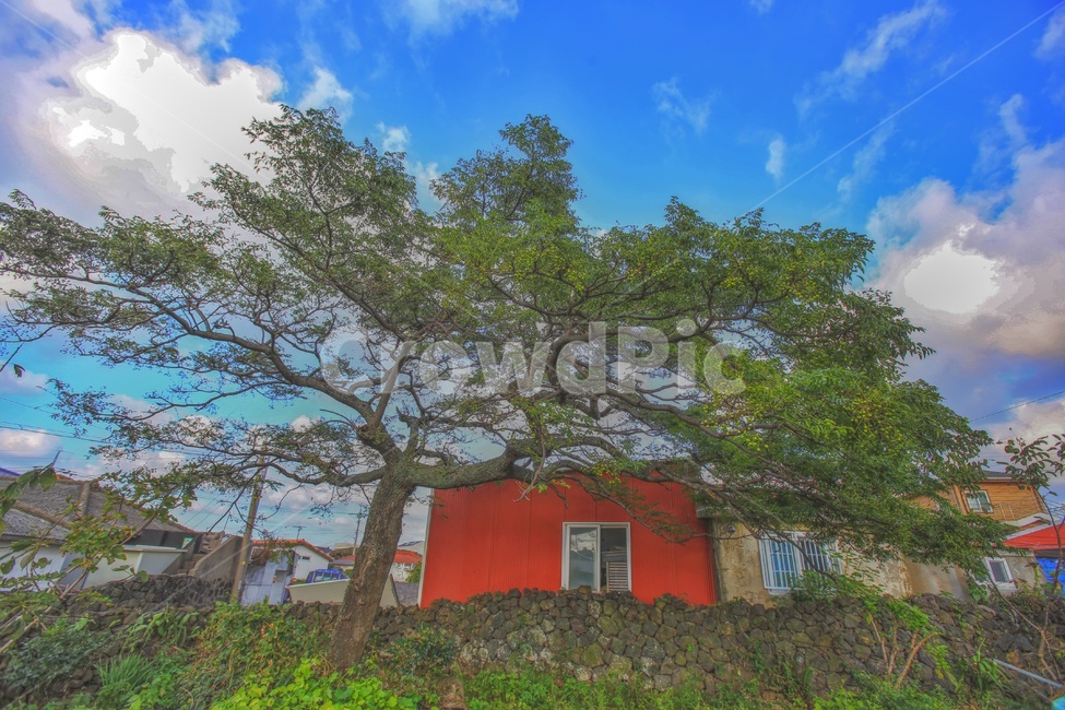 nature,자연,outdoors,옥외,housing,주택,정원수,오래된나무,마을정자나무,시골,마을,풍경,landscape,country,rural,town