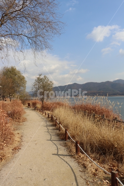 길,겨울,나무,갈대,풍경,하늘,구름,겨울,계절,winter,season,자연,풍경,nature,landscape,한국자연풍경,한국자연경관,korea nature landscape