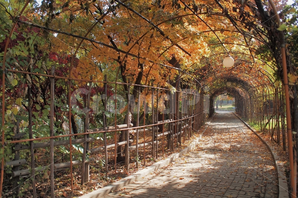 터널,나무,산책,길,가을,감성,고요한,가을,계절,fall,autumn,season,자연,풍경,nature,landscape,garden,정원,outdoors,옥외,path,통로