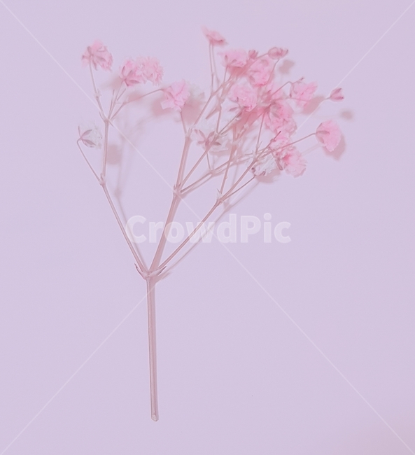 꽃,flower,식물,분홍,plant,blossom