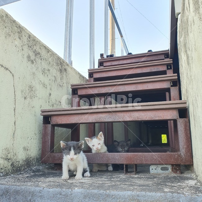 고양이,길고양이,새끼고양이,코리안숏헤어,계단,아기고양이,야옹이,길냥이