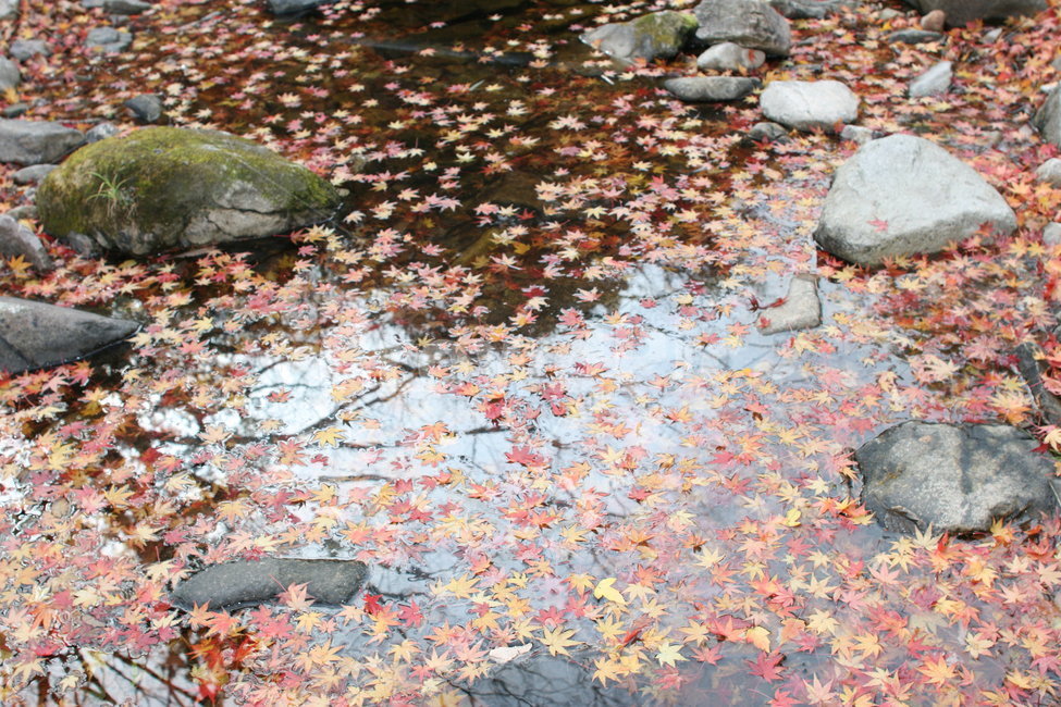 단풍,가을,산,자연,붉은,단풍나무,단풍잎,가을,계절,fall,autumn,season,sea life,해양 생물,animal,동물,turtle,터틀