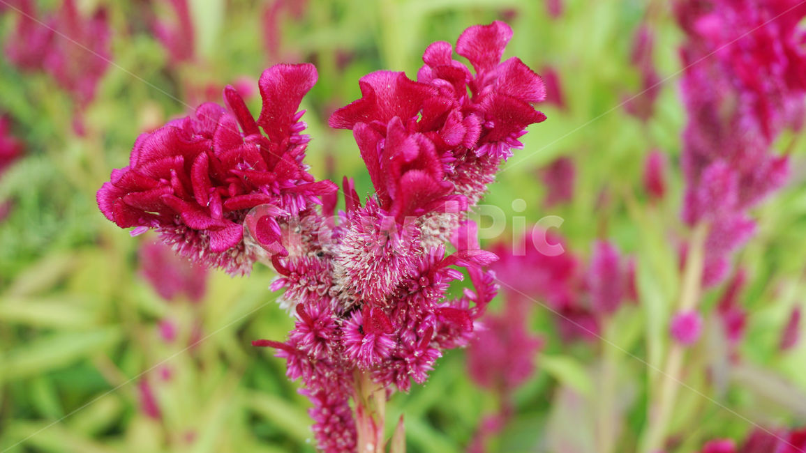 빨간꽃,강렬,자주색,꽃,배경화면,flower,blossom,plant,식물
