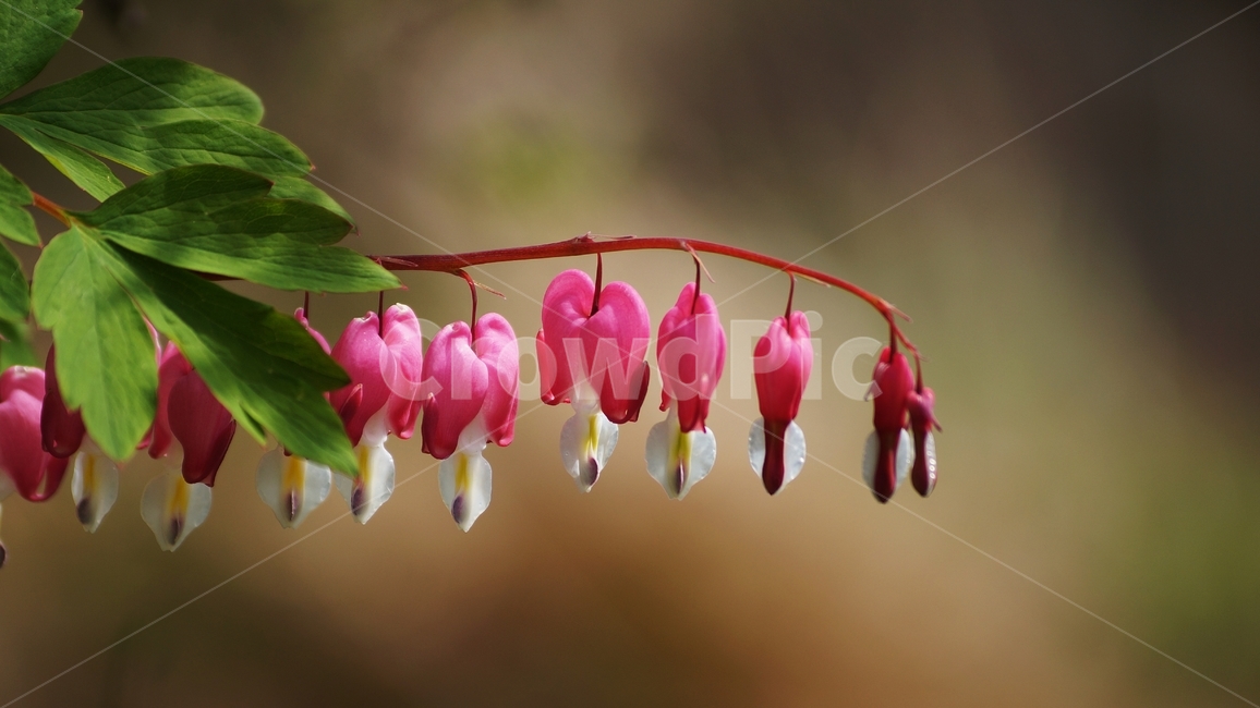금낭화,봄,봄꽃,야생화,꽃축제