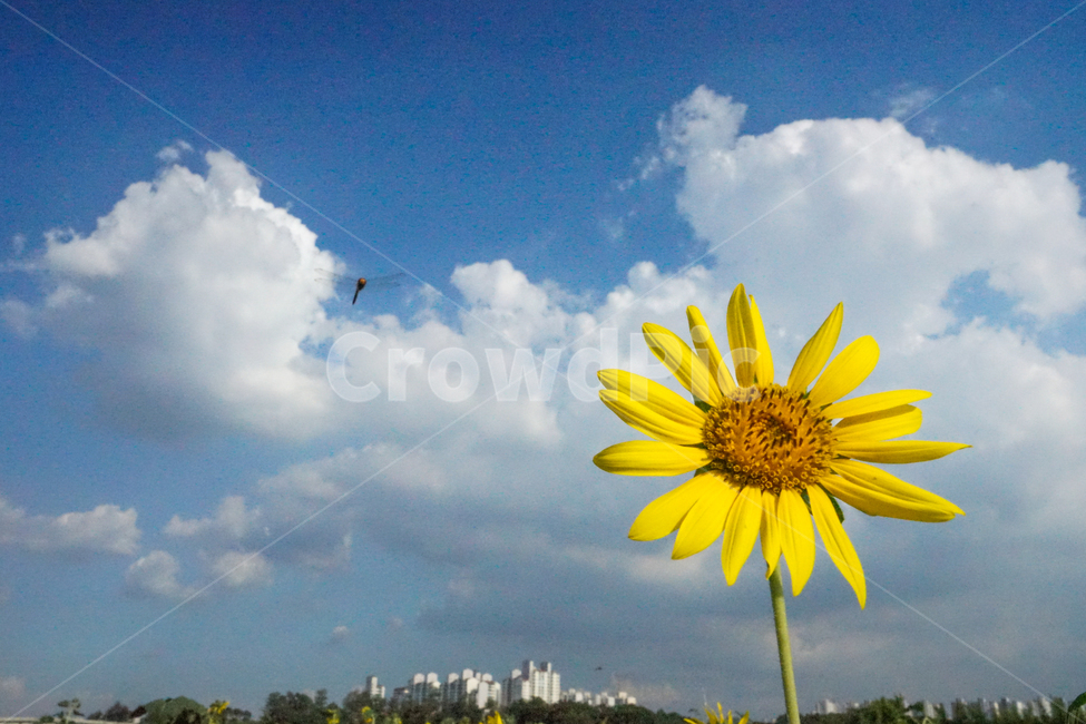 해바라기,꽃,식용,견과류,하늘,구름,해바라기밭,풍경,여름,계절,summer,season,가을,fall,autumn,식물,자연,plants,nature,꽃,flower,동물,animal,곤충,벌레,insect,bug,plant