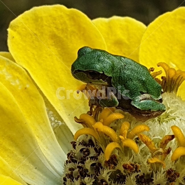 백일홍,꽃,노오란꽃,개구리,청개구리,귀여운,작은,동물,animal,파충류,양서류,reptile,amphibian