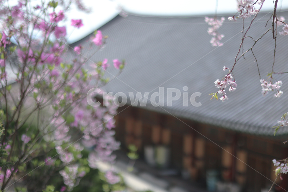 봄,꽃,벚꽃,겹벚꽃,진달래,봄,계절,spring,season,한국전통,한국문화,korean traditional,korean culture,식물,자연,plants,nature,꽃,flower,plant,blossom