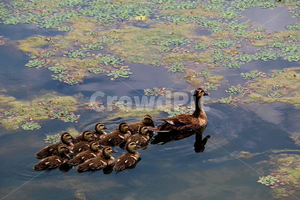 세미원,두물머리,오리,가족,천둥오리,동물,animal,조류,새,birds