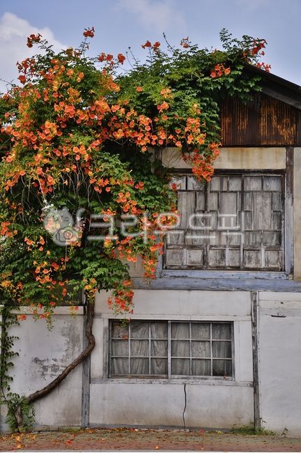 식물,꽃,능소화,거리,옛날집,고택,낙화,붉은꽃,plant,flower,파란하늘,구름,흰구름