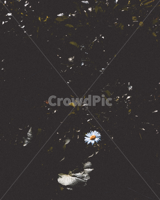 꽃,데이지,daisy,flower,감성,감성사진,식물,자연,plants,nature,꽃,flower,감성,sensible,feeling