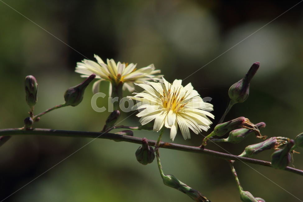 왕고들빼기,꽃,식물,야생화,indianlettuce,고들빼기,식물,자연,plants,nature,꽃,flower