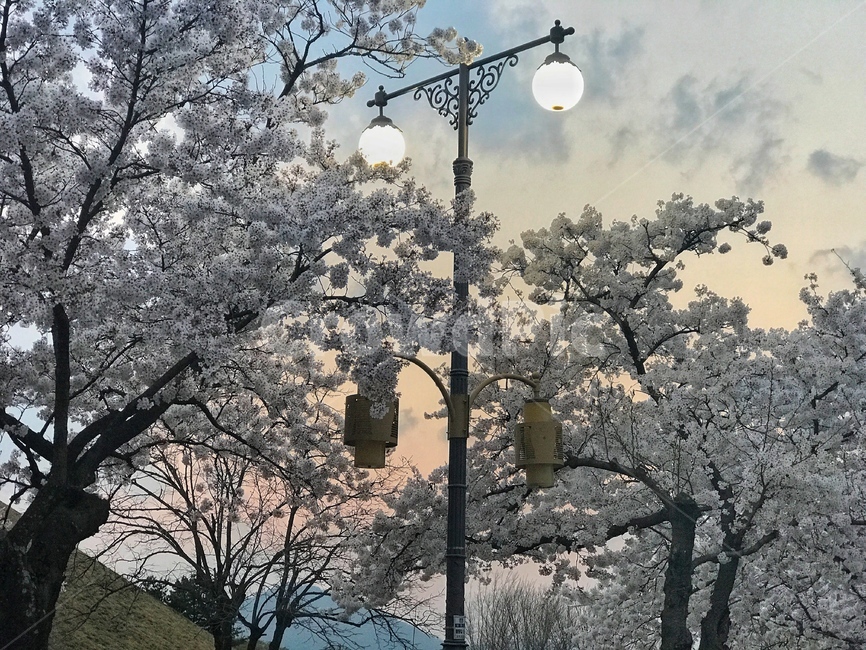 경주,벚꽃,봄,꽃,노을,봄,계절,spring,season,자연,풍경,nature,landscape