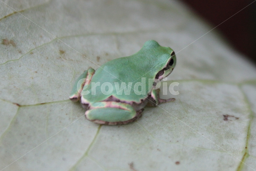 개구리,청개구리,greenfrog,treefrog,동물,동물,animal,파충류,양서류,reptile,amphibian