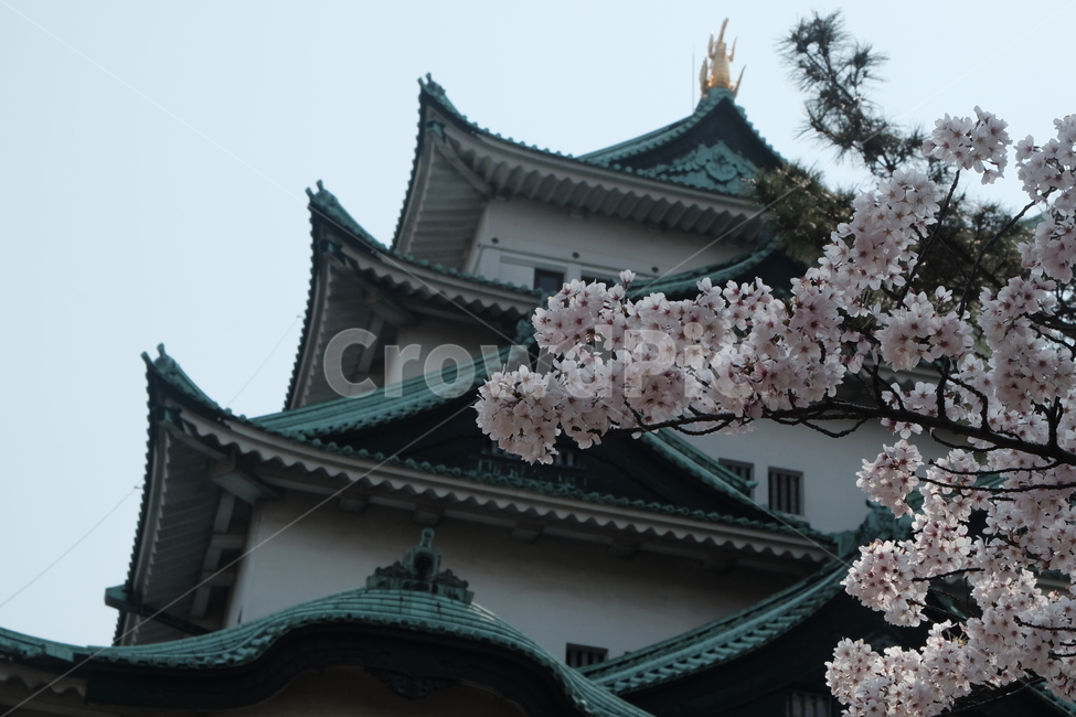 벚꽃,나고야성,일본,나고야,나무,자연,랜드마크,landmark,tourist attraction,해외,외국,세계,foreign,oversea,world,세계랜드마크,해외랜드마크,외국랜드마크,world landmark,world tourist attraction,plant,식물