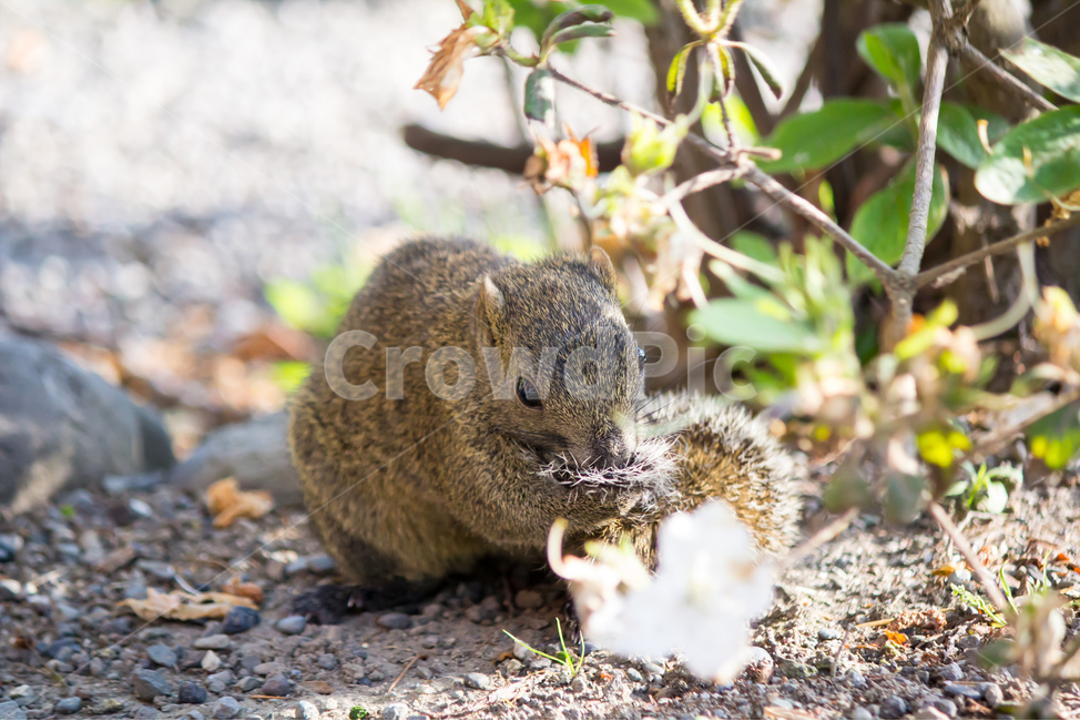 청설모,animal,동물,귀여움,식사중,자연,cute,동물,animal,포유류,mammal