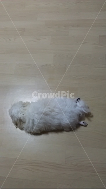 동물,강아지,말티즈,발바닥,귀여운,동물,animal,포유류,mammal,개,강아지,dog,doggy