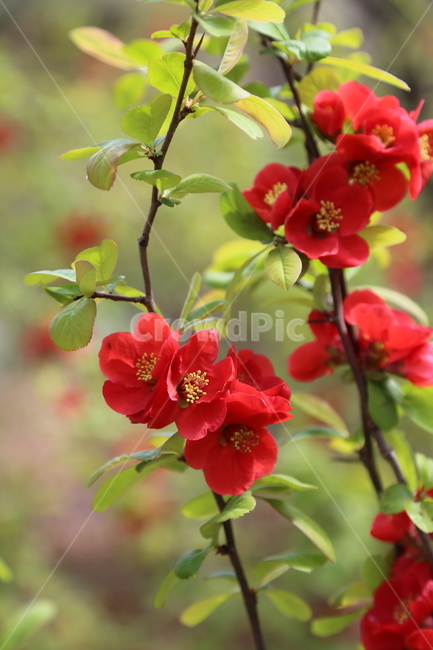 명자꽃,산당화,꽃,붉은색꽃,봄꽃,식물,자연,plants,nature,꽃,flower