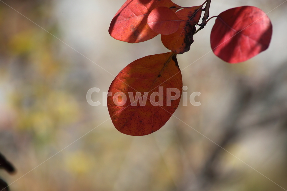 단풍,잎,식물,가을,redleaves,가을,계절,fall,autumn,season,식물,자연,plants,nature,veins,정맥,leaf,plant