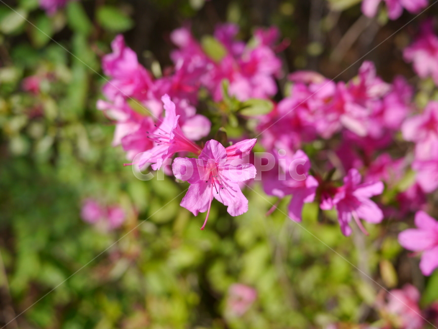 진달래꽃,진달래,봄,봄꽃,꽃,봄,계절,spring,season,식물,자연,plants,nature,꽃,flower,plant,geranium,제라늄,blossom