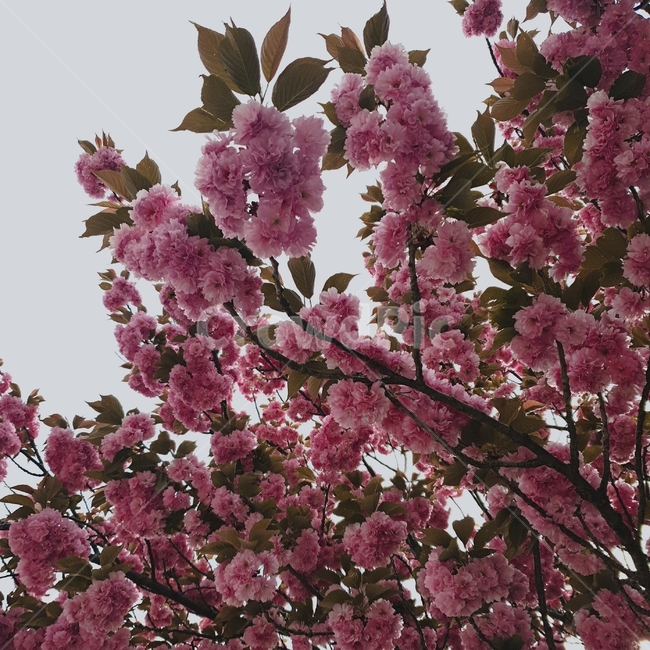 벚꽃,겹벚꽃,분홍,핑크,flower,꽃,blossom,식물,plant,봄,계절,spring,season