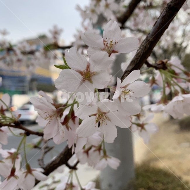 벚꽃,사쿠라,꽃,봄꽃,체리블라썸,꽃나무,벚나무,벚꽃나무,봄,스프링,sakura,cherryblossoms,꽃구경,꽃나들이,하나미,하나,flower,さくら,桜,花見,春,フラワー,계절,플라워,봄,계절,spring,season,식물,자연,plants,nature,꽃,flower,plant,cherry blossom,blossom