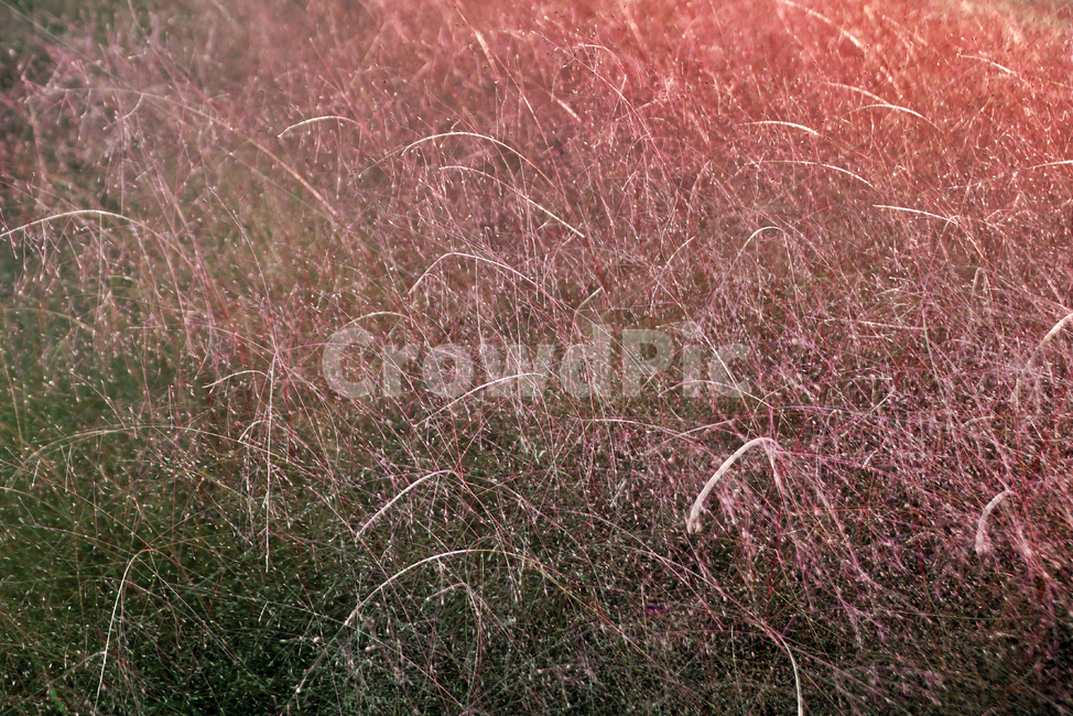 핑크뮬리,핑크색,계절,가을,뮬리,자연,가을,계절,fall,autumn,season,식물,자연,plants,nature,grass,잔디,plant,lawn