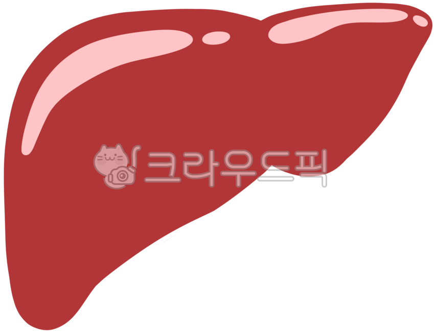 간,인체장기,지방간,간수치,해부학
