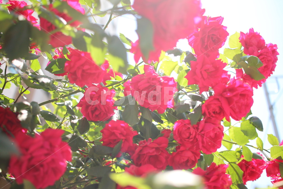 장미,정원,garden,감성,rose,flower,화단