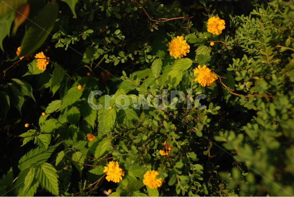 민들레,노란색,yellow,풀,길거리꽃,노란꽃