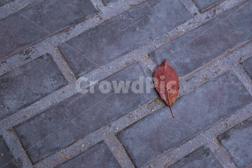 leaf,잎,plant,식물,brick,벽돌,낙엽,가을,계절,fall,autumn,season,식물,자연,plants,nature