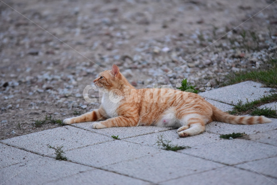 고양이,길고양이,길냥이,반려동물,동물,노랑이,야옹이,귀여운,줄무늬,포유류,animal,cat