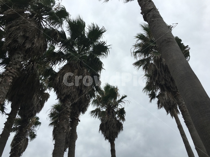 식물,나무,야자수,제주도,palmtree