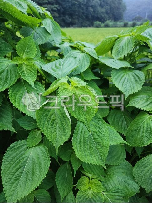 깨, 깻잎, 들깨, 들깻잎, 잎, 사진,이미지,일러스트,캘리그라피 - 로사작가