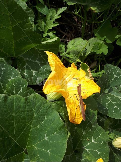 호박꽃,사마귀,암예방,호박죽,해독,식물,자연,plants,nature,꽃,flower,동물,animal,곤충,벌레,insect,bug