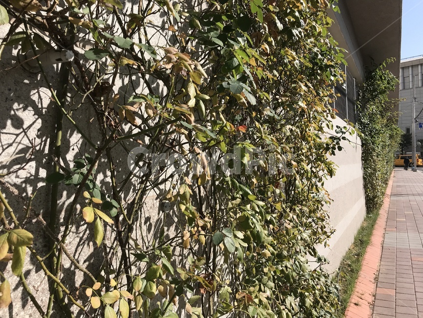plant,식물,벽,담장,넝쿨,가지,풀,잎,풀잎,식물,자연,plants,nature