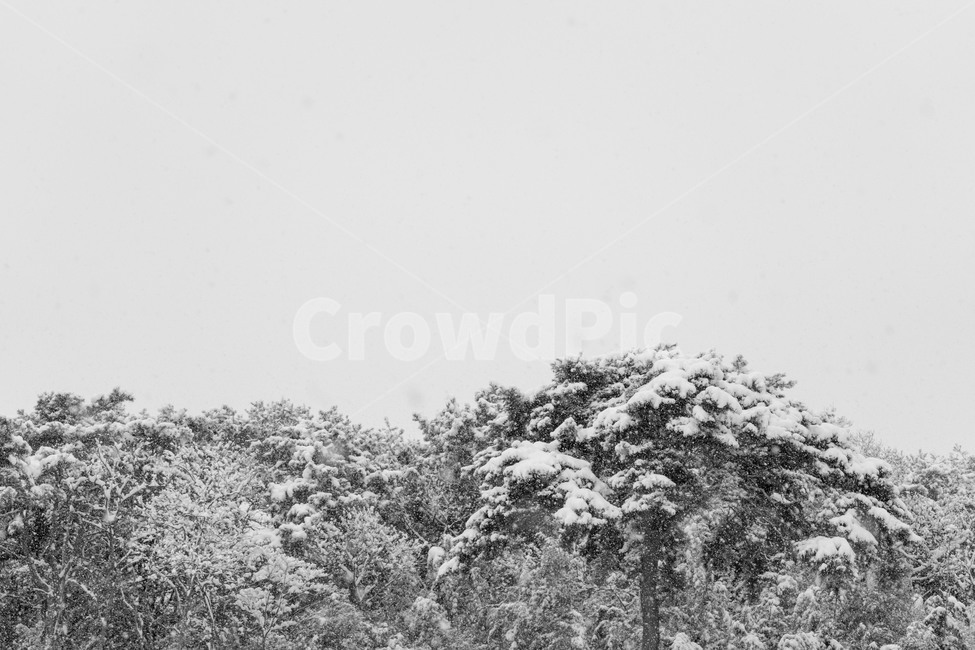 겨울,눈,나무,흰색,눈꽃,겨울,계절,winter,season