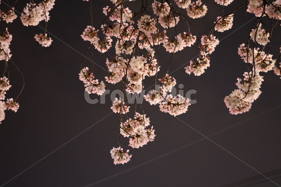 plant,식물,벚꽃,꽃,야간,flower,blossom
