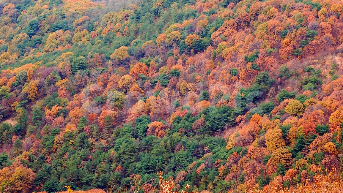 단풍,가을,산,숲,자연,배경,백그라운드,나무숲,산림,칼라,컬러,컬러풀,형형색색,나무,풍경,color,colorful,mountain,background,autumn,fall,자연,풍경,nature,landscape,가을,계절,fall,autumn,season,vegetation,초목,plant,식물,tree,bush,부시,outdoors,옥외,land,땅,forest,woodland,삼림지,maple,scenery