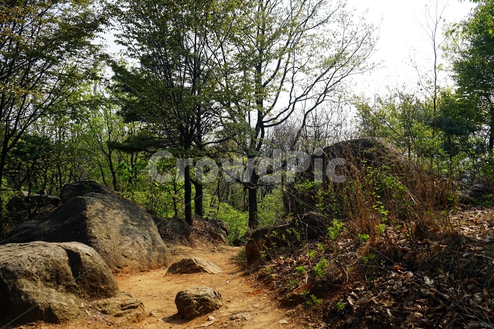 봄,산책길,길,나무,자연,trail,nature,spring,walkway,woods,forest,trees,season,stroll,park,sunshine,그림자,shadow,자연,풍경,nature,landscape,ground,바닥,gravel,자갈,dirt road,흙길,road,도로