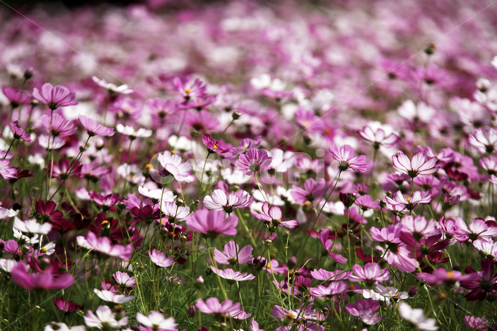 코스모스,꽃,식물,계절,가을,감성,가을,계절,fall,autumn,season,식물,자연,plants,nature,꽃,flower,geranium,제라늄,blossom,plant,anemone,아네모네,petal,꽃잎
