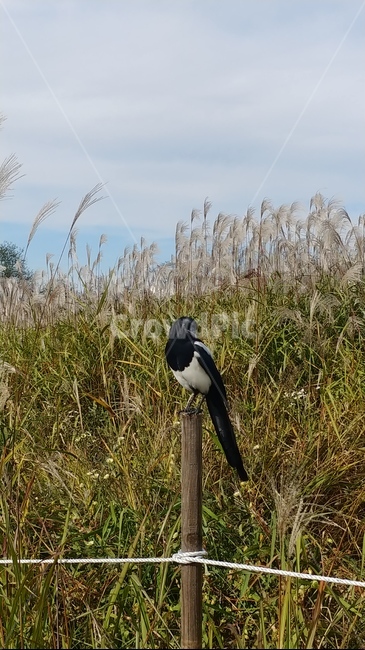 가을,억새,까치,하늘공원,새,fall,autumn,bird,silvergrass,동물,animal,조류,새,birds