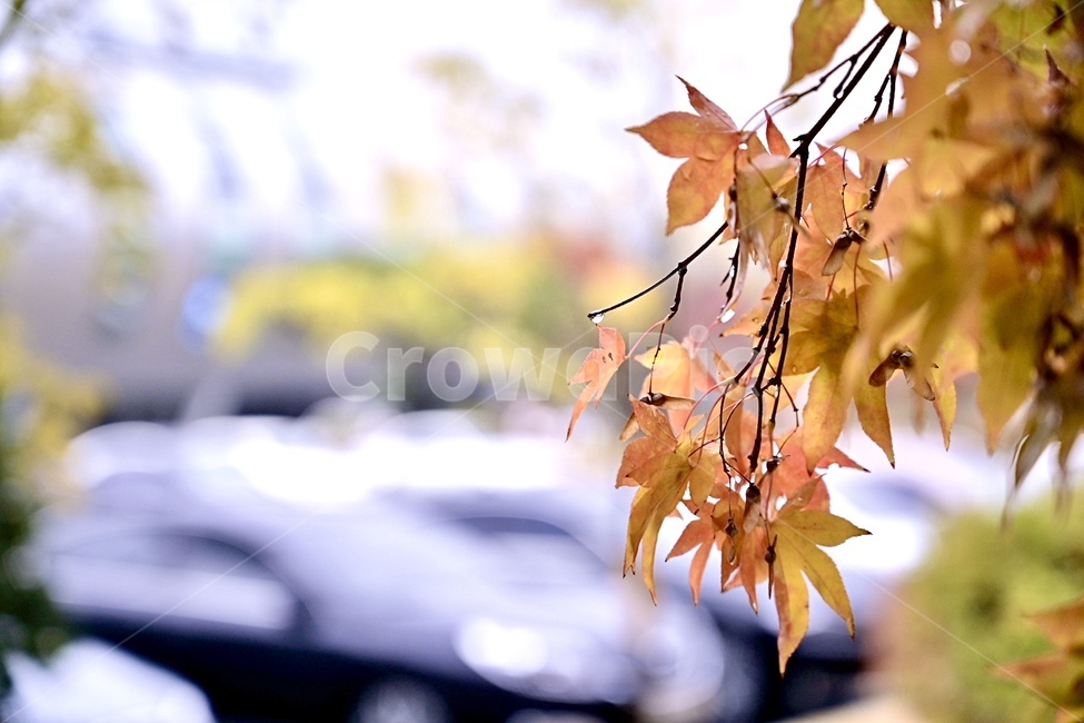 leaf,잎,plant,식물,tree,나무
