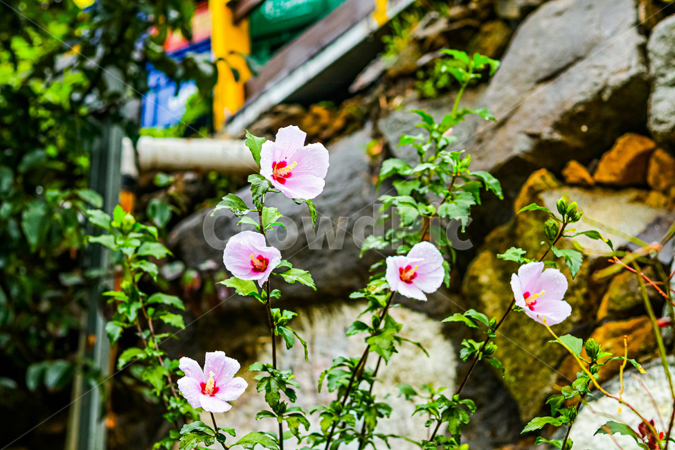 geranium,제라늄,flower,blossom,꽃,plant,식물,무궁화,식물,자연,plants,nature,꽃,flower