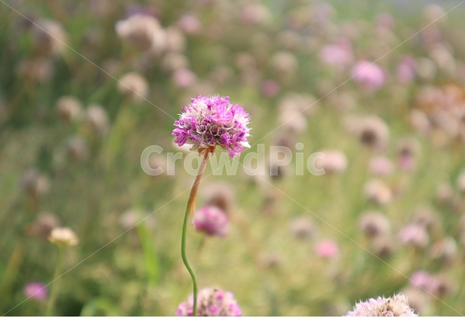 아르메니아,보라색,자연,봄,아침,식물,자연,plants,nature,꽃,flower