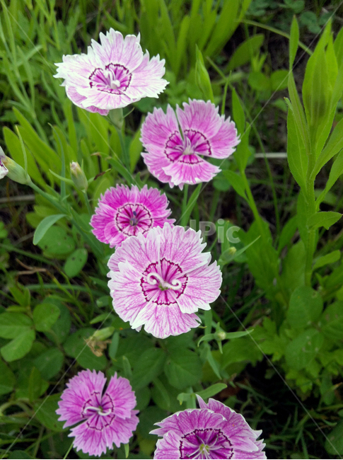 꽃,정원,잎사귀,들판,보라색꽃,leaf,garden,flower,purple,white,식물,자연,plants,nature,꽃,flower
