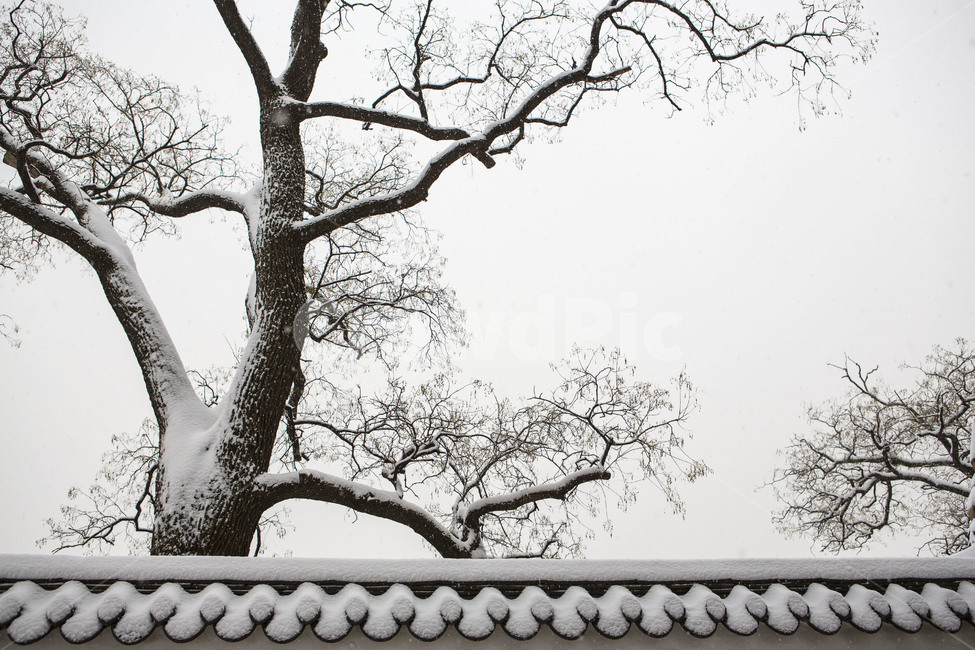 기와,담벼락,설경,눈꽃,풍경,겨울,계절,winter,season,한국전통,한국문화,korean traditional,korean culture,식물,자연,plants,nature,나무,trees,wood,건축물,건물외관,exterior,building,structure,architecture,construction