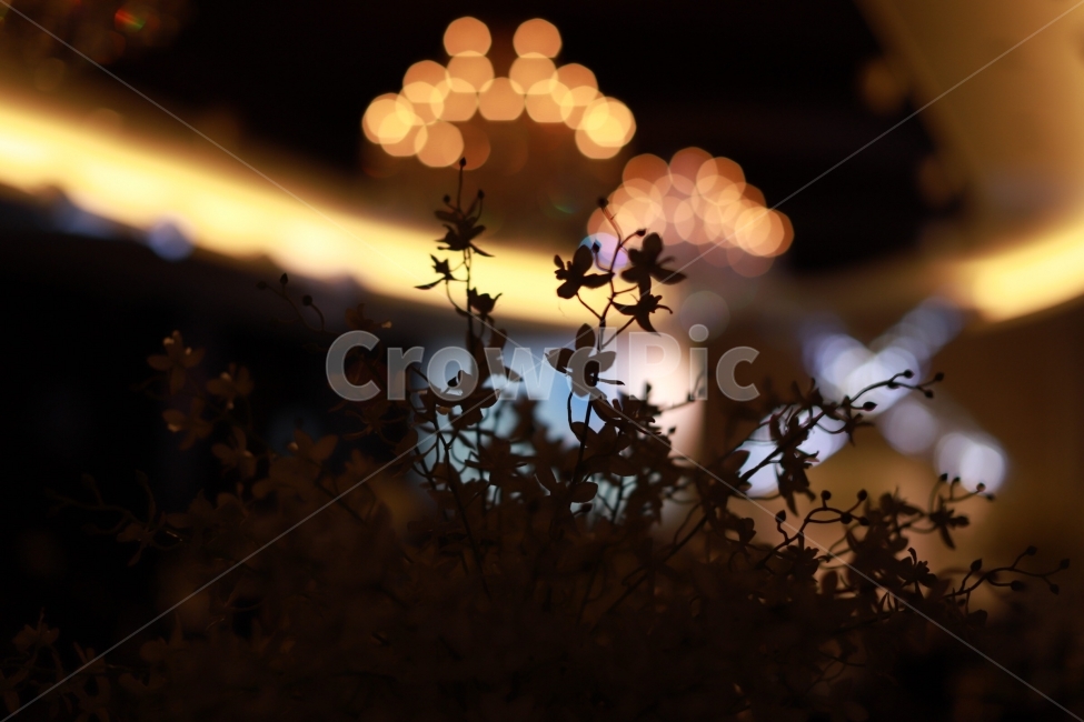 꽃,잔상,분위기,인테리어,결혼식,따뜻함,조명,식물,자연,plants,nature,감성,sensible,feeling