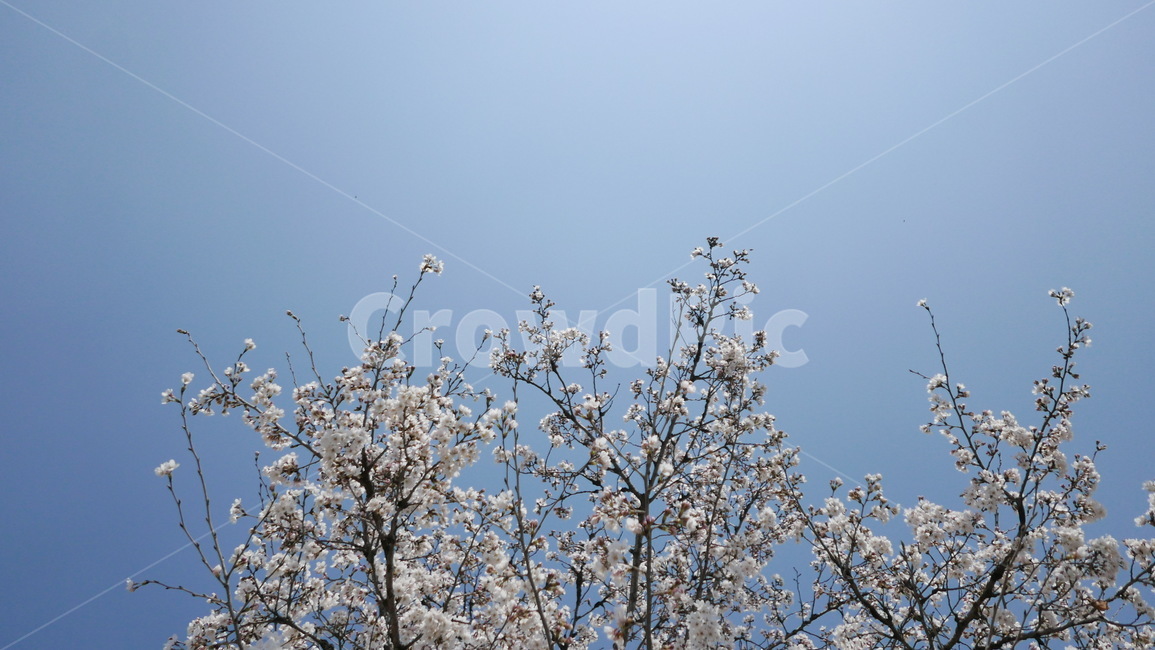 봄,벚꽃,꽃송이,꽃,감성,flower,spring,blossom