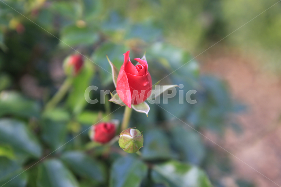 장미,장미사진,장미배경,꽃,꽃사진,식물,장미공원,자연,꽃배경,plants,nature,flower,rose,빨간장미,식물,자연,plants,nature,꽃,flower